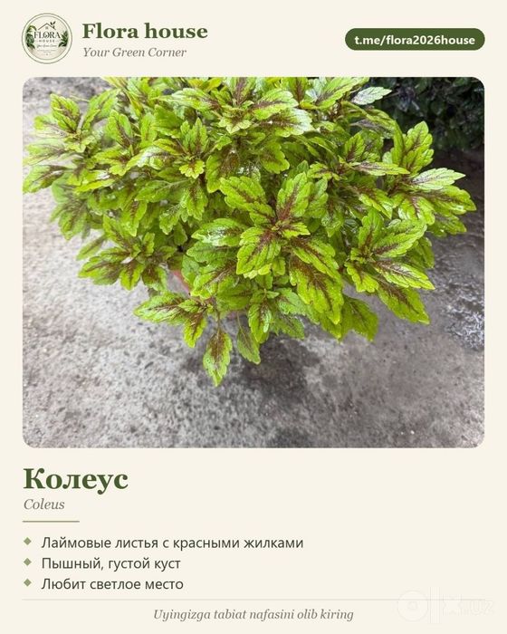 Комнатный цветок Колеус