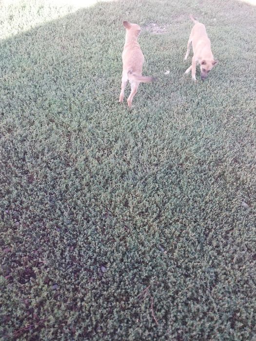 Отдам умных собак и кошек