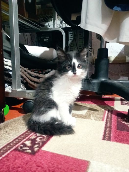 Котята в хорошии руки