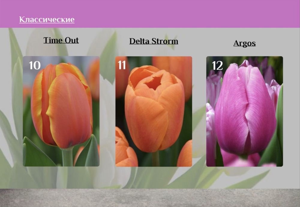 Тюльпаны Оптом от 395тг от 300шт‼️‼️‼️