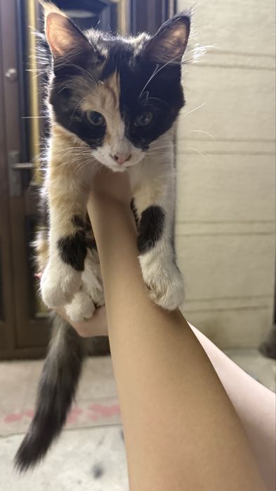 Кошки, бесплатно