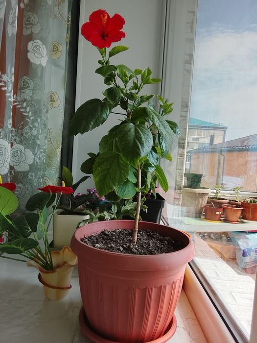 Продам цветущий гибискус