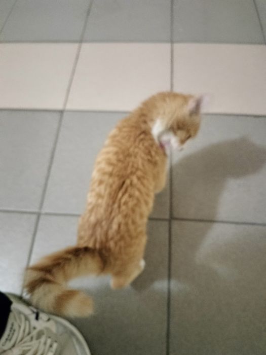 Кошечка рыжая даром