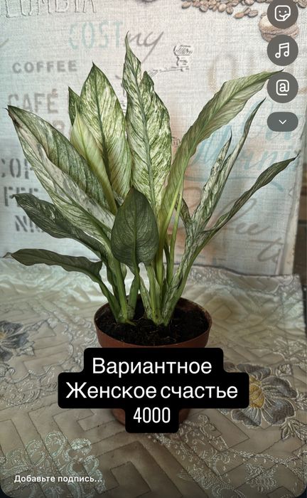 Домашние цветы женское счатье