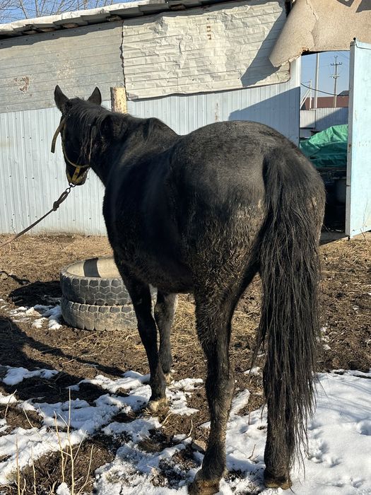 Семиз бие кобвла откорм