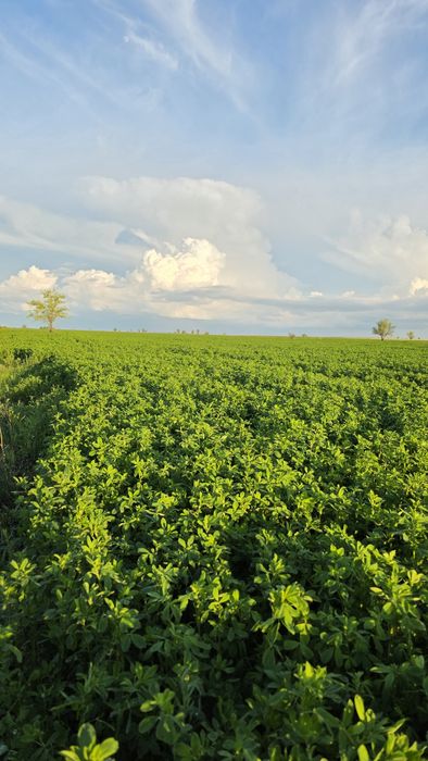 Жонышка Люцерна сатам