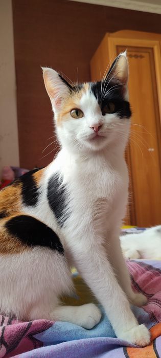 Котята ищут дом. Котёнок