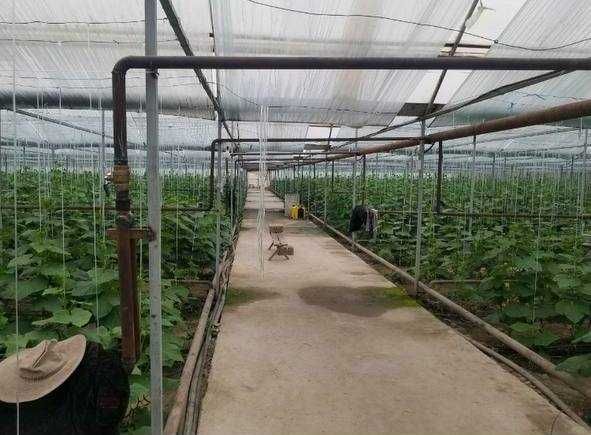 Продается парник и птицеферма