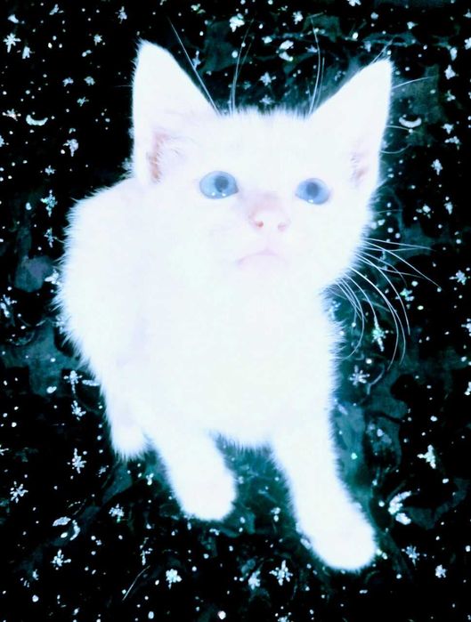 Koshki v Termeze. Beliye kotyata