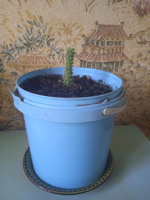 Продам кактус , продам кактус .