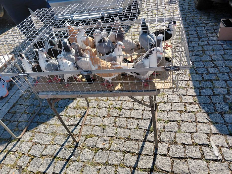 Porumbei poște si galațeni