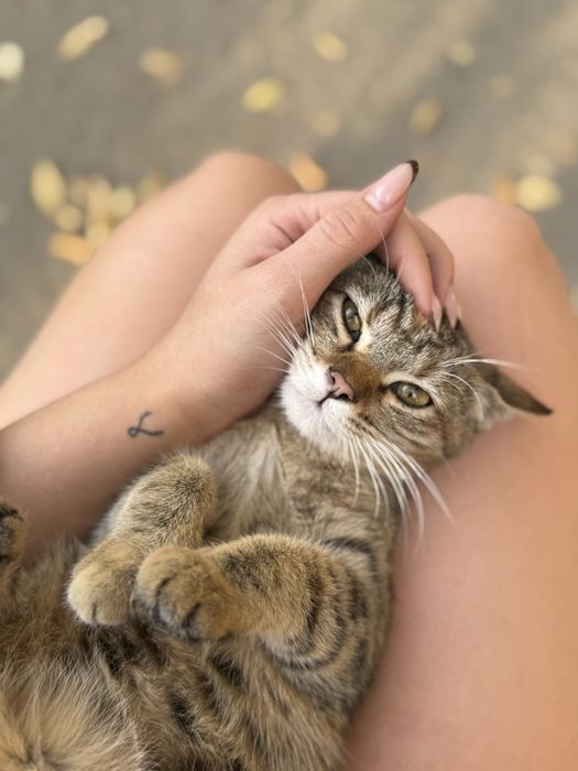 Самая ласковая кошка