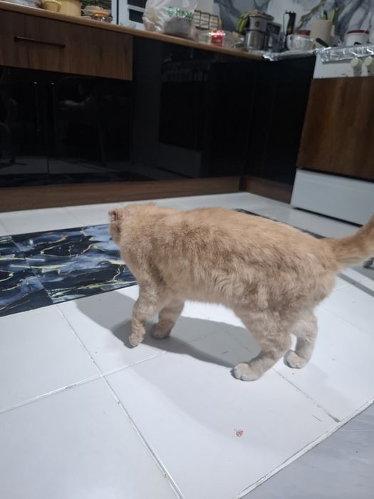 Сотилади эрке тоза парода