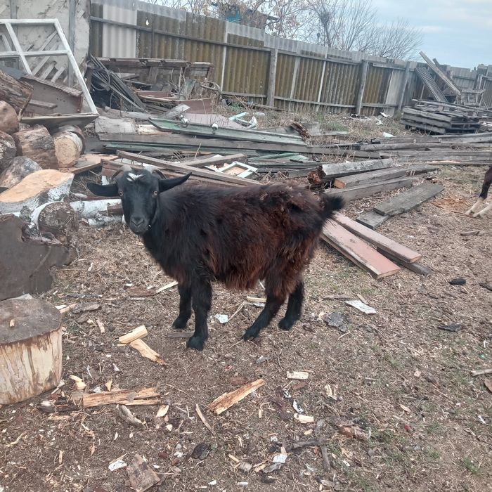 Срочно Продам коз