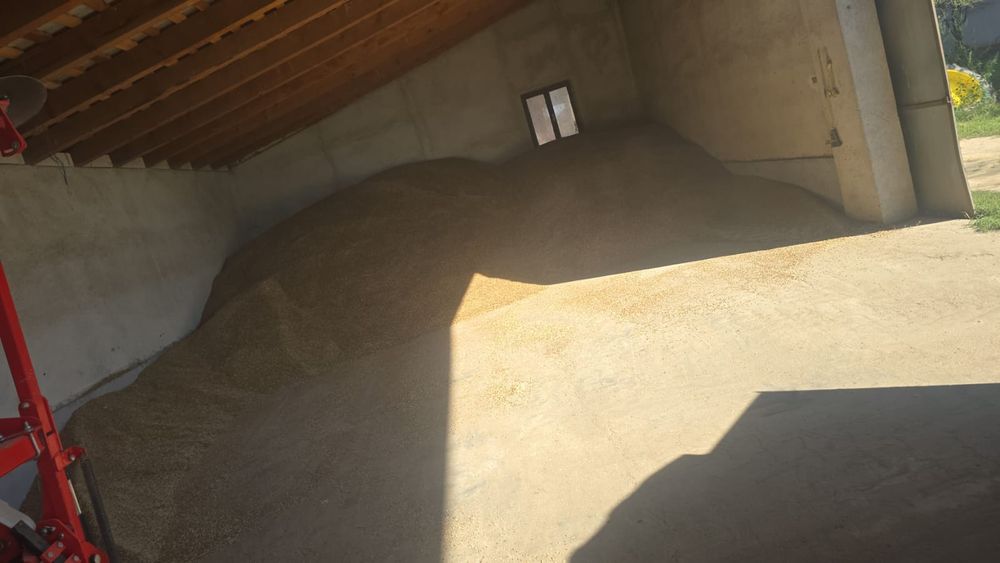 Vand ovaz de primavara  2025