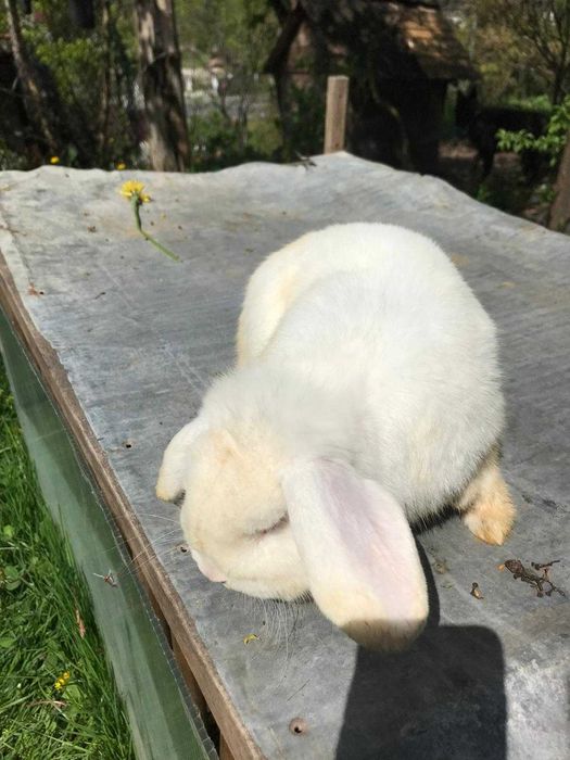 Mascul Berbec pitic German - mini lop- alb