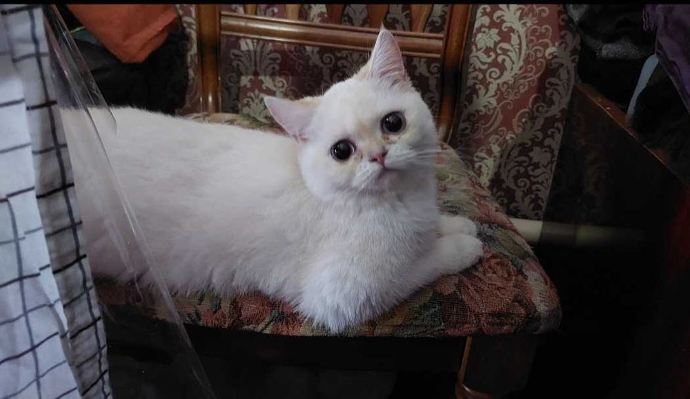 Потерялась кошка