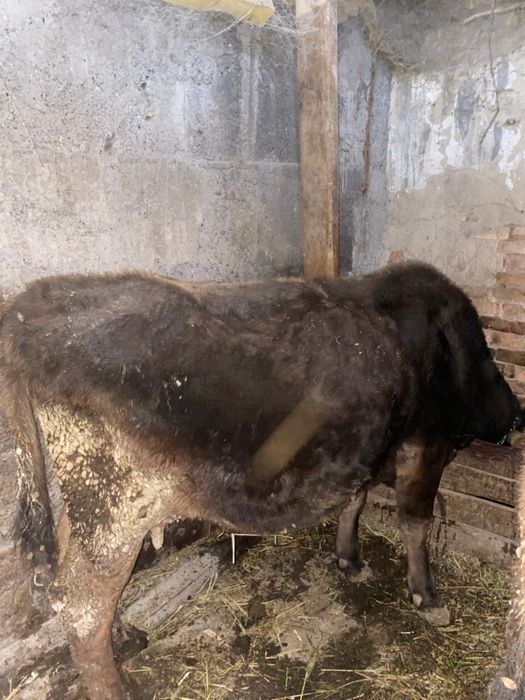 Продам коров……..