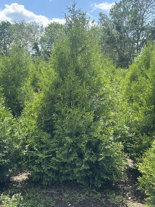 Туя Смарагд. Туя Брабант. Туя шарик. Туя