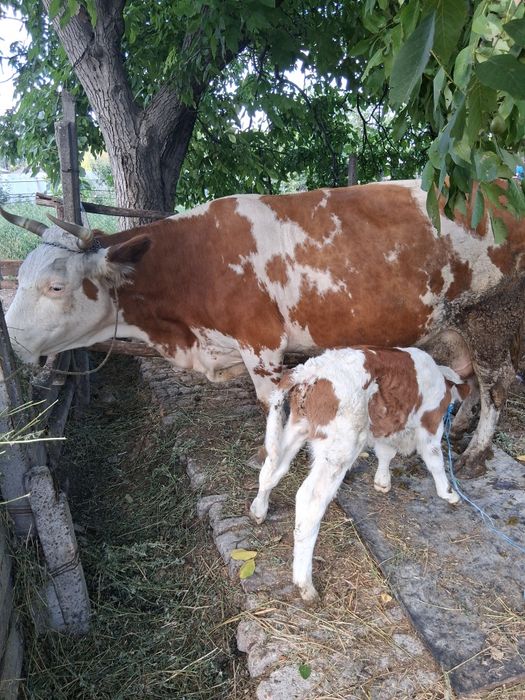 Vaca cu vitel de vanzare