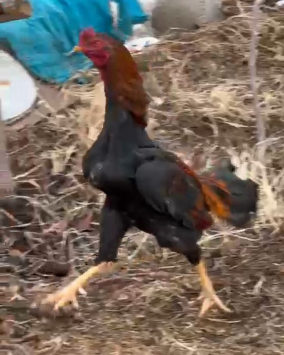 Продается бойцовый