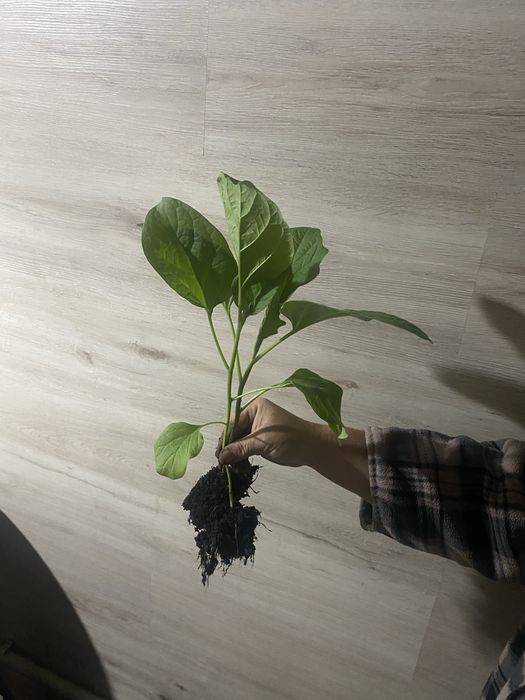 Продам рассаду баклажан