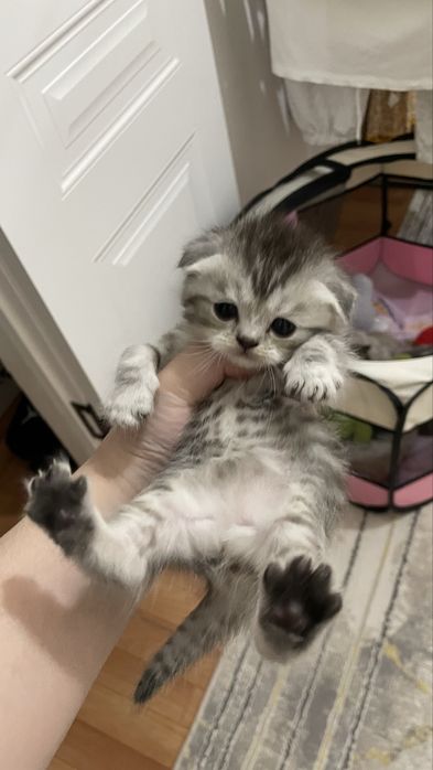 Котята шотландские