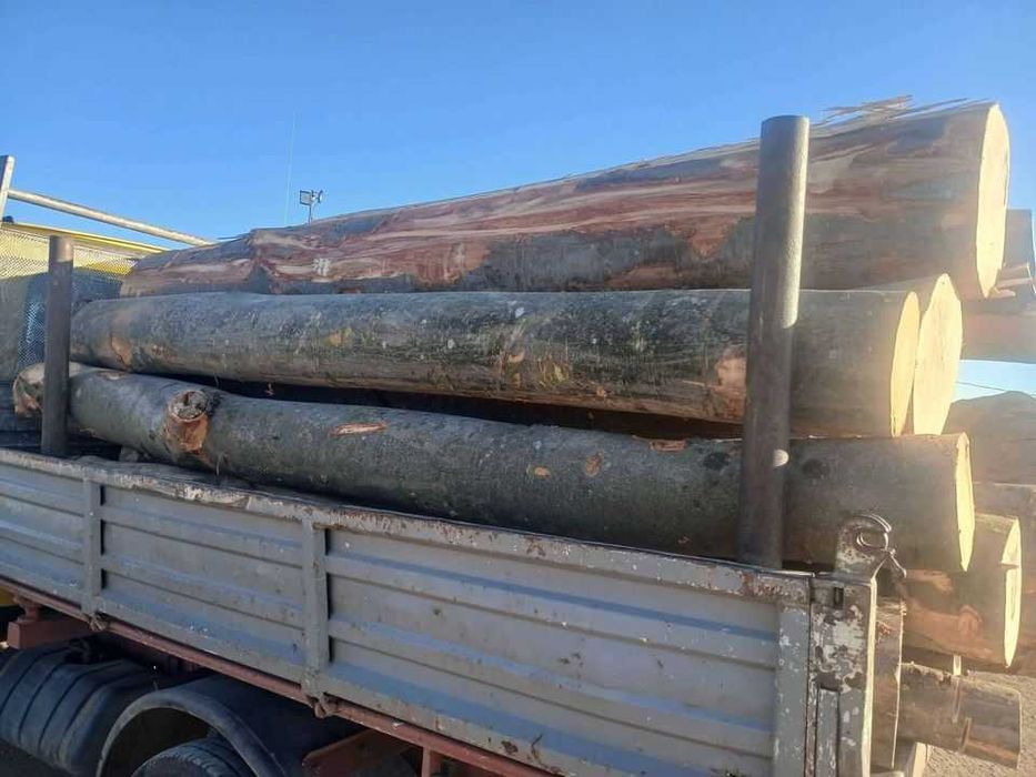 Vand lemn pentru foc de esenta tare, fag