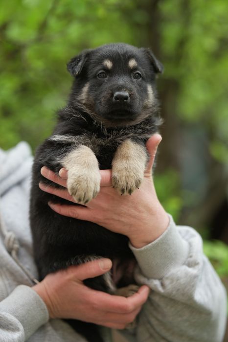 Восточно Европейская Овчарка