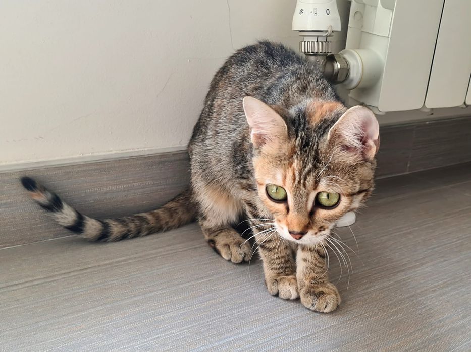 Шарено коте търси дом