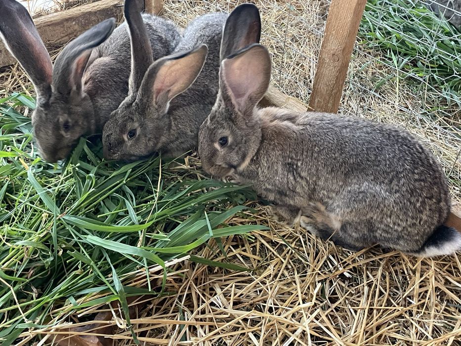 Iepuri Rasă Uriaș German
