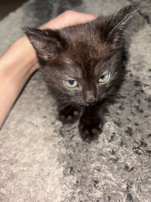 Отдам котят в добрые руки