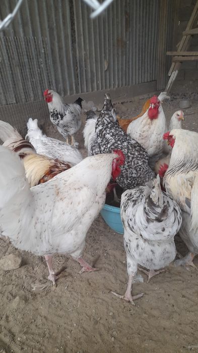 Продам кораздар.