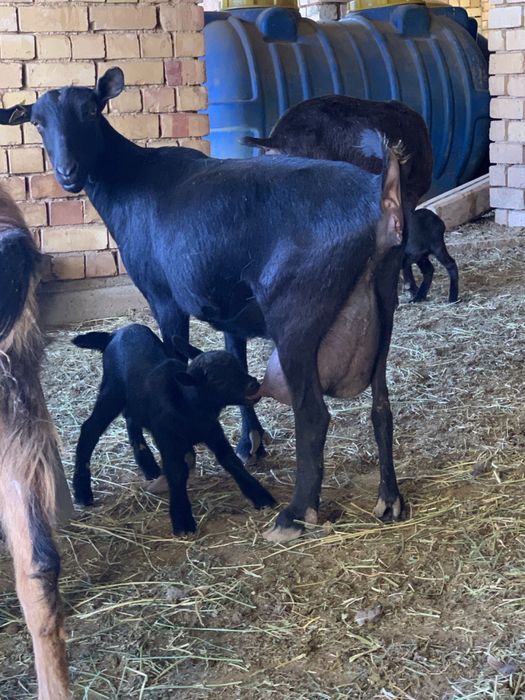 Зотли эчки мурсияна