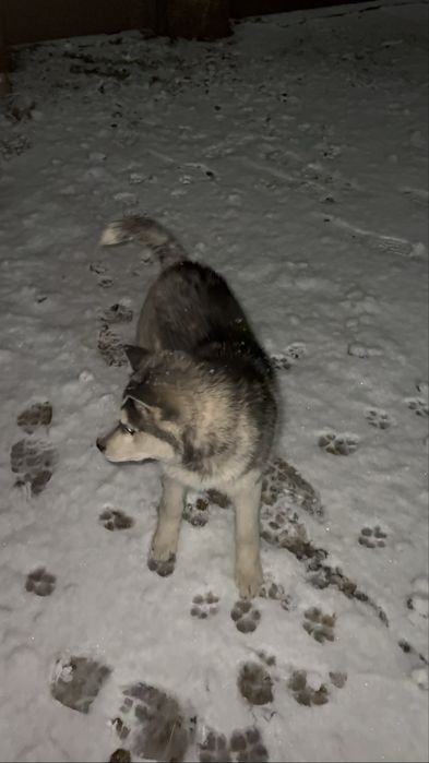 Хаски чистый  порода