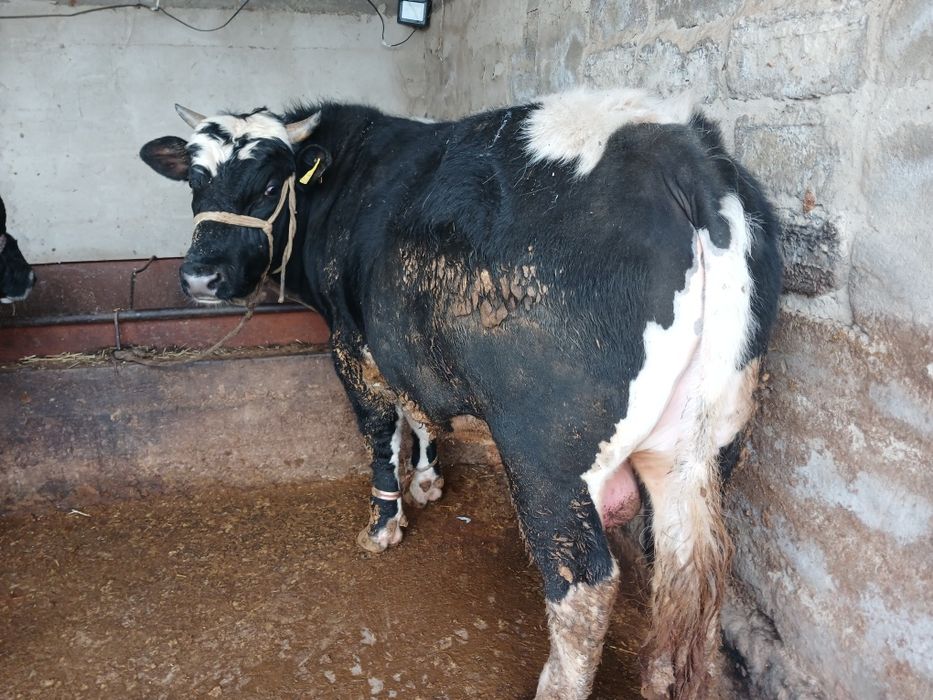 СемізбұхаларСатылады