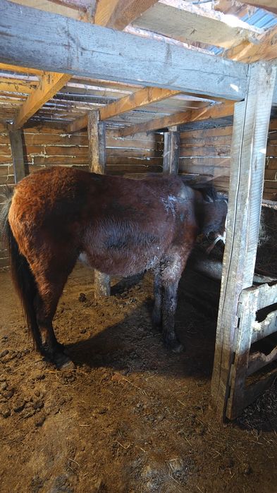 Продам  Жеребца 2 года