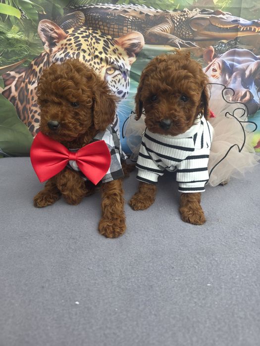 Пудел Мини с документ за произход