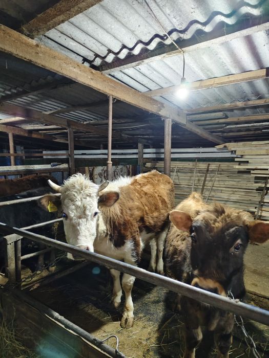 продам откормленных телок