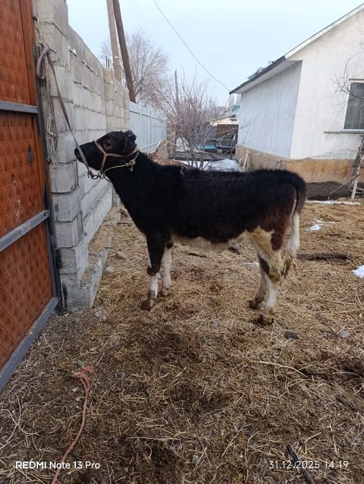 Таналар сатылады