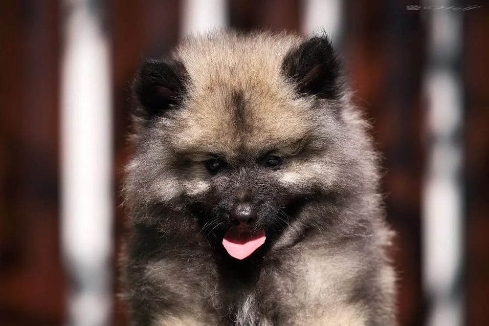 Вольфшпицы щенки