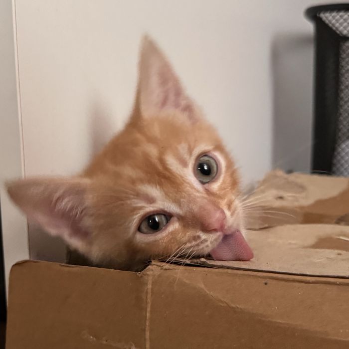Отдам котят мальчики