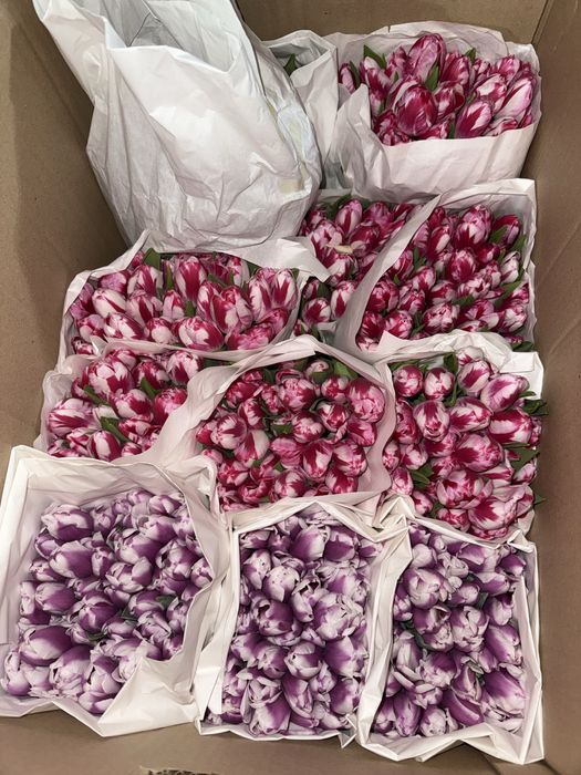 Тюльпаны на 8 марта