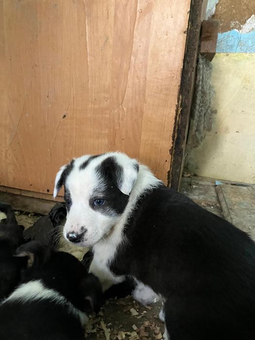 щенки в добрые руки