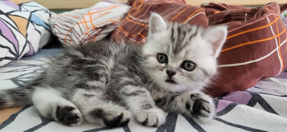 Продам котёнка шотланцец