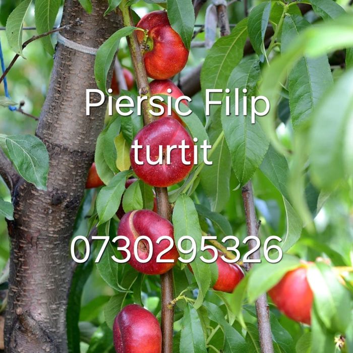 Vând Pomii Fructiferi Altoiți Columnari anul 3 de vegetație Certificaț