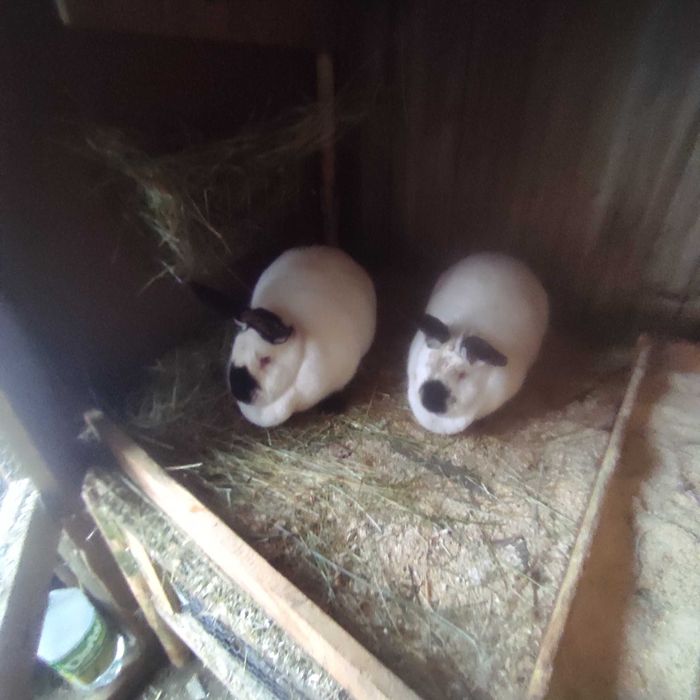 Калифорниици зайци