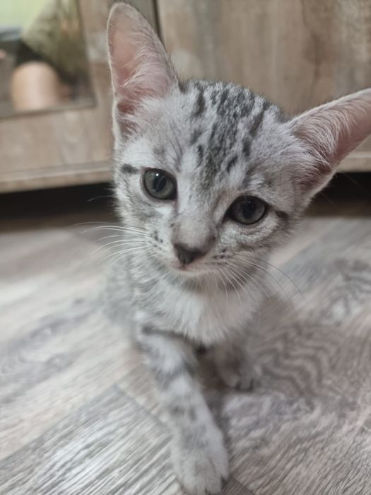 Котят в добрые руки