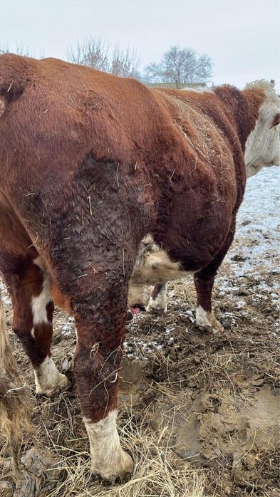 В продаже бык белоголовый !