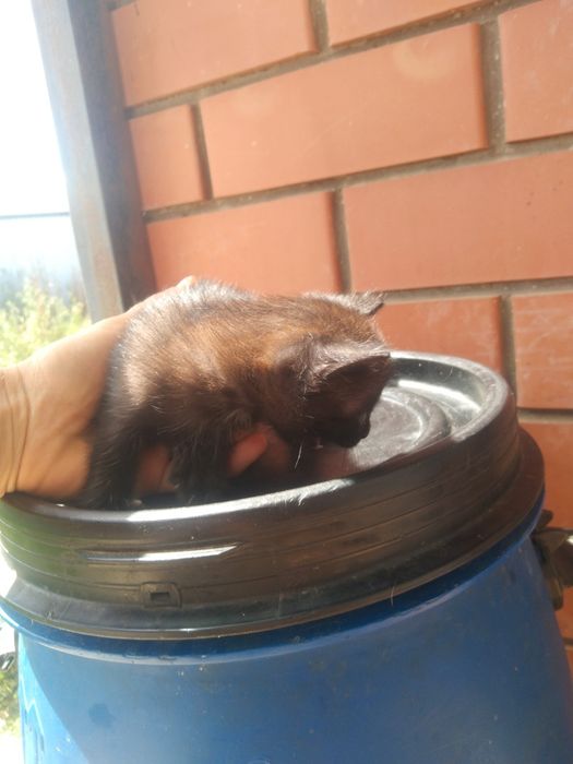 Отдам котят от мышеловки